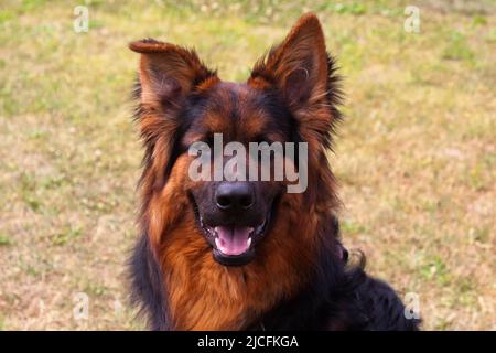 Vecchi cani da pastore tedeschi Foto Stock