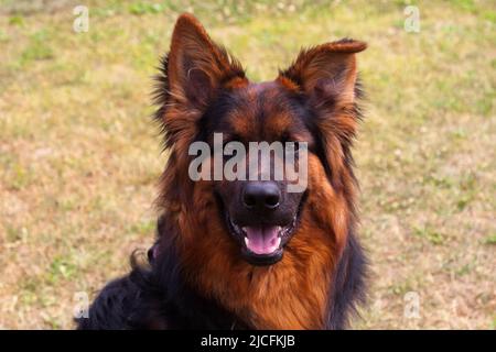 Vecchi cani da pastore tedeschi Foto Stock