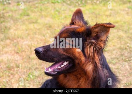 Vecchi cani da pastore tedeschi Foto Stock