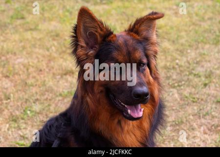 Vecchi cani da pastore tedeschi Foto Stock