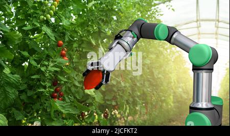 Robot lavora in serra con pomodori. Agricoltura intelligente e agricoltura digitale 4.0 Foto Stock