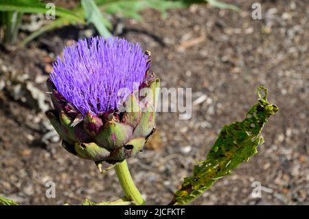 Single Purple Cynara cardunculus (Cardoon) Flowerhead che cresce nel Giardino vegetale a RHS Garden Harlow Carr, Harrogate, Yorkshire, Inghilterra, Regno Unito. Foto Stock