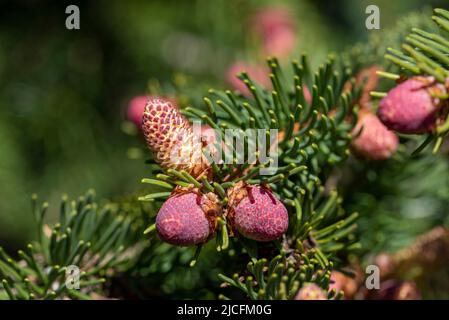 Abete nobile (Abies Procera), fiori maschili, Germania Foto Stock