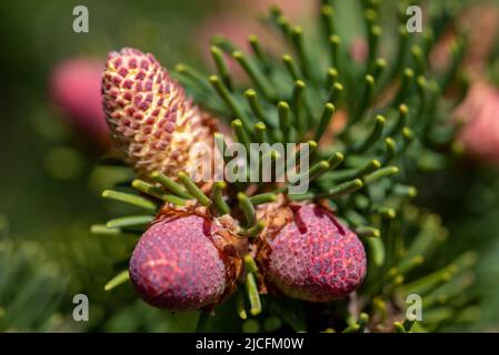 Abete nobile (Abies Procera), fiori maschili, Germania Foto Stock