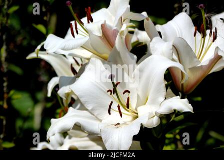 White Lilium Candidum 'Madonna Lily/White Lily' Fiori coltivati a RHS Garden Harlow Carr, Harrogate, Yorkshire, Inghilterra, Regno Unito. Foto Stock