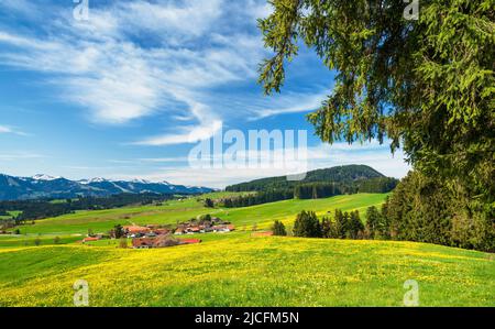Primavera nel Allgäu. Prati e boschi fioriti in una giornata di sole. Sullo sfondo Allgäu Alpi con Nagelfluhkette. Baviera, Germania, Europa Foto Stock