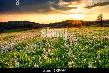 Colorato prato fiorito in primavera al tramonto. Allgäu, Baviera, Germania, Europa Foto Stock