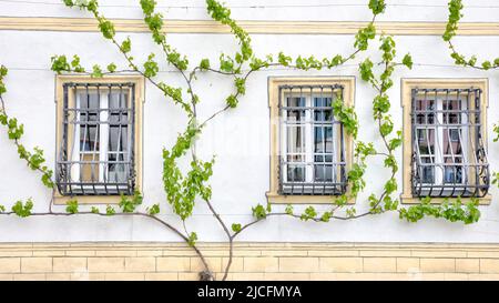 Facciata della casa, tralicci, trellis albero, finestra, casa in pietra, Village view, Eibelstadt, Franconia, Germania, Europa, Foto Stock