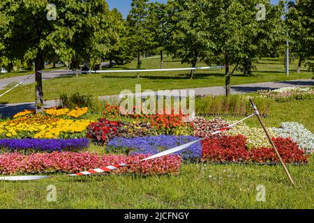 piante di fiori di vari colori si erigono sull'erba del parco. Foto di alta qualità Foto Stock