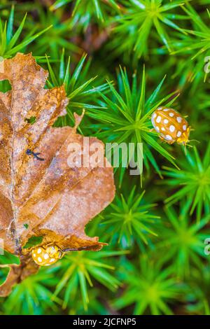 22-spot ladybird sul pavimento della foresta Foto Stock