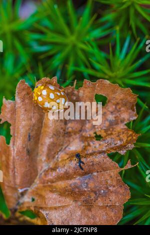 22-spot ladybird sul pavimento della foresta Foto Stock