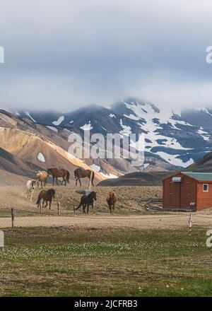 Il sentiero escursionistico di Laugavegur è il più famoso tour di trekking di più giorni in Islanda. Paesaggio sparato dalla zona di Landmannalaugar, cavalli islandesi. Foto Stock
