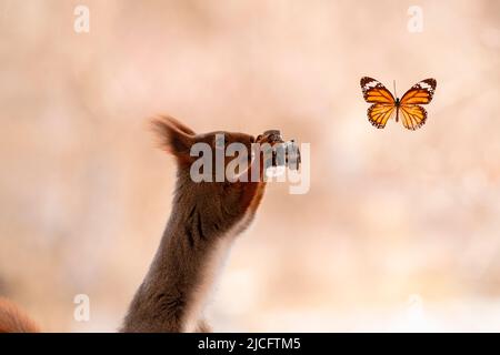 scoiattolo rosso tenere una fotocamera con farfalla in aria Foto Stock