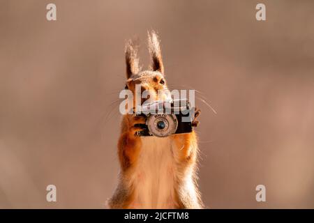 scoiattolo rosso tenere una telecamera Foto Stock
