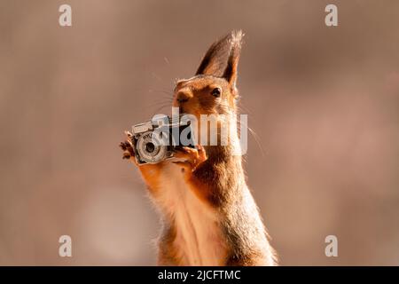 scoiattolo rosso con una telecamera Foto Stock