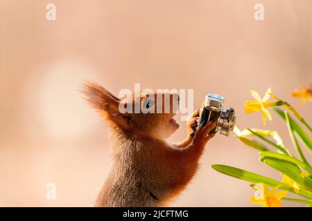 scoiattolo rosso con una telecamera Foto Stock
