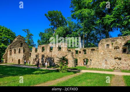 Rovine del monastero di Nimbschen: Era un'ex abbazia cistercense, immediatamente a sud di Grimma in Sassonia sulla Mulde (1243–1536 / 42). Foto Stock