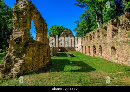 Rovine del monastero di Nimbschen: Era un'ex abbazia cistercense, immediatamente a sud di Grimma in Sassonia sulla Mulde (1243–1536 / 42). Foto Stock