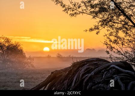 Il pittoresco paesaggio della regione dell'Elba all'alba e la nebbia di terra prima di Bleckede Foto Stock