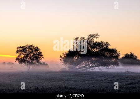 Il pittoresco paesaggio della regione dell'Elba all'alba e la nebbia di terra prima di Bleckede Foto Stock