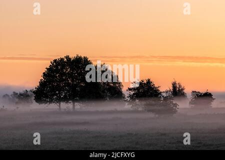 Il pittoresco paesaggio della regione dell'Elba all'alba e la nebbia di terra prima di Bleckede Foto Stock