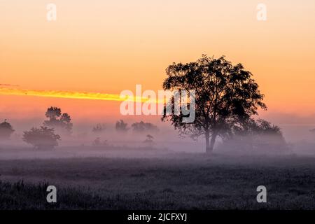 Il pittoresco paesaggio della regione dell'Elba all'alba e la nebbia di terra prima di Bleckede Foto Stock