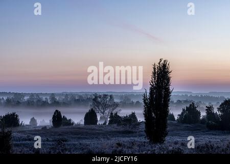 Mattina presto nella nebbia a Lüneburg Heath con ampia vista del paesaggio Foto Stock