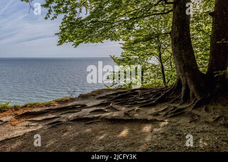 Vista dal sentiero escursionistico in riva alta nel Parco Nazionale di Jasmund sull'isola di Rügen al Mar Baltico e faggi al margine di rottura Foto Stock