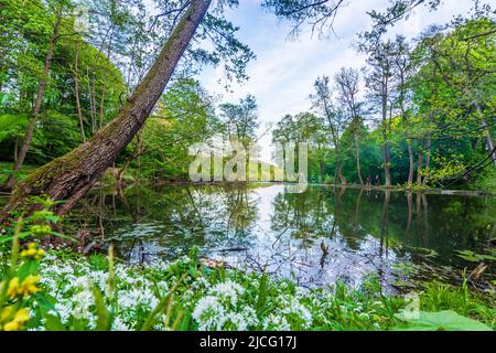 Vienna, parco Schwarzenbergpark, stagno Parapluieteich, fioritura Bärlauch (Allium ursinum), Wienerwald nel 17. Distretto Hernals, Vienna, Austria Foto Stock