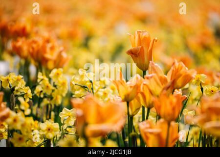 Campo di fiori, tulipani, dettaglio, sfocatura Foto Stock