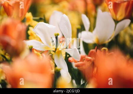 Campo di fiori, tulipani, dettaglio, sfocatura Foto Stock