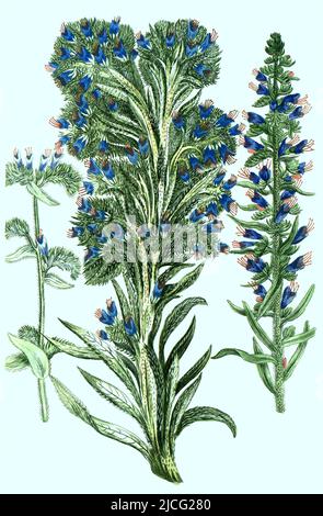 Gewöhnlicher Natternkopf, Echium majus vulgare, vulgare, majus asperius / Bugloss di vipera comune, Echium majus vulgare, vulgare, majus asperius, Digital retuschierte Illustration aus Phytanthoza iconographica von Johann Wilhelm Weinmann, Maler Bartholomäus Seutter und Kupferstecher Johann 1740 / immagine ritoccata digitalmente da Phytanthoza iconografica di Johann Wilhelm Weinmann, pittore Bartholomäus Seutter e incisori Johann Jakob Haid e Johann Elias Ridinger, 1740 Foto Stock