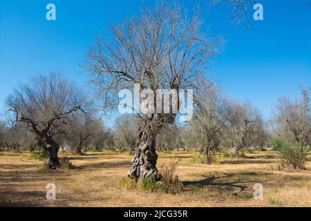 Olivi infestati (batterio Xylella Fastidiosa), Salento, Puglia, Italia Foto Stock