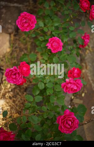 Bella parete cespuglio di rose rosa fiori nel giardino. Foto Stock