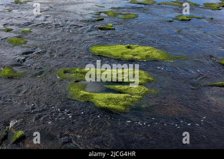 Formazioni rocciose ricoperte di alghe in un estuario del fiume in primavera Foto Stock