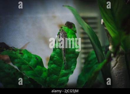 piccolo otocinclus nel mio acquario Foto Stock