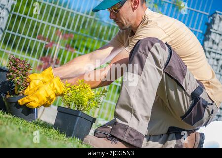 Giardiniere caucasico maschio controllare la condizione dei fiori e delle piante prima di piantarli nel giardino. Architettura paesaggistica e giardinaggio tema di lavoro. Foto Stock