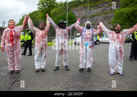 Coulport, Argyll, Scozia 13 giugno 2022 cinque ex donne di Greenham e tre membri di Peace Pirates, un'offshoot di parti di guerra Trident, palcoscenico un blocco presso il negozio di teste di guerra nucleare di Coulport. Il «Greenham versava sangue falso su se stesso e ha messo in scena un morso davanti alle porte, bloccando un lato dell'ingresso nella base, mentre i membri dei «Pirati della Pace» (insegnante in pensione Brian Quail, 84, con un trapianto di cuore e disabilitato da un recente colpo, Willemien Hoogendorf dall'Olanda e Gillean Lawrence, nonna e sostenitrice di XR Peace) bloccati a bloccare la rotatoria più avanti Foto Stock