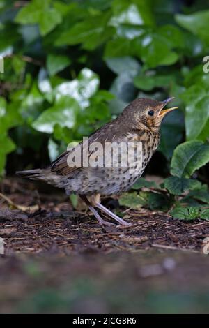 Canzone Thrush (Turdus philomelos) baby Norwich GB UK Giugno 2022 Foto Stock