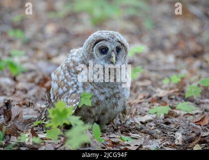 il gufo Barred owlet è appena caduto da un albero ed ora riposato sul pavimento della foresta in Canada Foto Stock