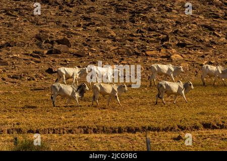 Anicuns, Goiás, Brasile – 11 giugno 2022: Paesaggio con vegetazione secca e una fila di bestiame al pascolo lungo LA VIA GO-156. Foto Stock