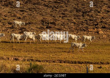 Anicuns, Goiás, Brasile – 11 giugno 2022: Paesaggio con vegetazione secca e una fila di bestiame al pascolo lungo LA VIA GO-156. Foto Stock