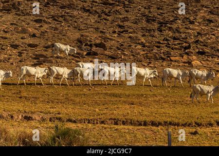 Anicuns, Goiás, Brasile – 11 giugno 2022: Paesaggio con vegetazione secca e una fila di bestiame al pascolo lungo LA VIA GO-156. Foto Stock