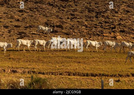 Anicuns, Goiás, Brasile – 11 giugno 2022: Paesaggio con vegetazione secca e una fila di bestiame al pascolo lungo LA VIA GO-156. Foto Stock