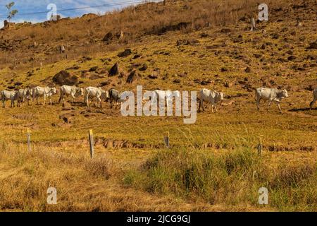 Anicuns, Goiás, Brasile – 11 giugno 2022: Paesaggio con vegetazione secca e una fila di bestiame al pascolo lungo LA VIA GO-156. Foto Stock