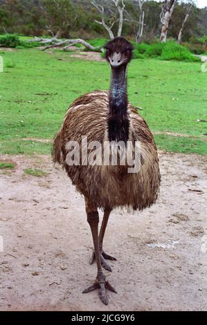 Emu (Dromaeus novaehollandiae), nel Waratah Park Earth Sanctuary, North Sydney, NSW, Australia Foto Stock