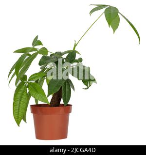 Albero del denaro, Pachira - sfondo bianco, isolato. (castagno di guava, albero monetario) Foto Stock