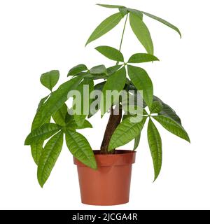 Pachira aquatica (castagno di guava, albero di denaro) pianta in un vaso nero su sfondo bianco. Foto Stock