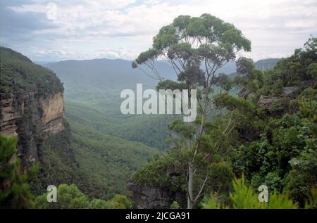 Jamison Valley e scogliere vicino Wentforth Falls, Blue Mountains, NSW, Australia: una discesa lunga Foto Stock