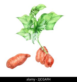 Dolce macchia di patate acquerello illustrazione su sfondo bianco. Bata vegetale crudo rosso, Root, pianta giardino dipinta a mano. Elemento di design per design m Foto Stock